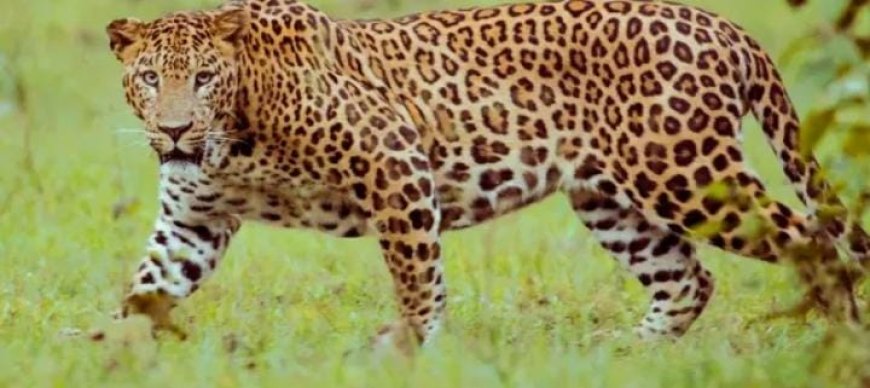 മുണ്ടക്കയം കൊടികുത്തിയിൽ തൊഴിലാളികൾക്ക് നേരെ ചാടി വീണു പുലി. തൊഴിലാളികൾ ഓടി രക്ഷപ്പെട്ടതിനാൽ വൻ ദുരന്തം ഒഴിവായി. ശാരീരിക അസ്വസ്ഥത അനുഭവപെട്ട വനിതാ തൊഴിലാളിയെ സ്വകാര്യ ആശുപത്രിയിൽ പ്രവേശിപ്പിച്ചു. പുലിയെ കണ്ടത് കഴിഞ്ഞ ദിവസം പശുവിന്റെ ജഡം കണ്ട അതേ സ്ഥലത്ത്