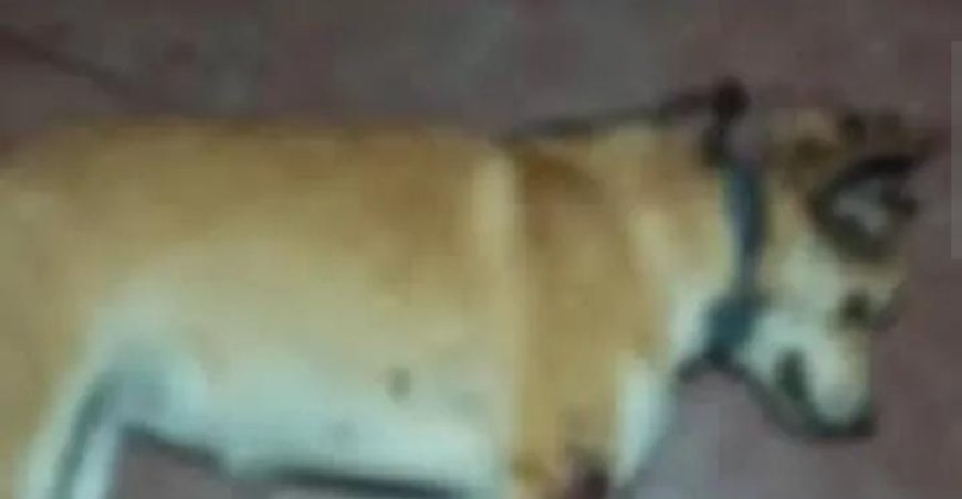 പൂവരണിയിൽ അയൽവാസിയുടെ നായയെ വെടിവെച്ചു കൊന്നു കുഴിച്ചിട്ട കേസിൽ നായയുടെ പോസ്റ്റുമോർട്ടം ഇന്ന്. ഉടമയുടെ പരാതിയിൽ അയൽവാസിയുടെ അറസ്റ്റിന് സാധ്യത.  തോക്കിന്റെ ലൈസൻസും റദ്ദു ചെയ്തേക്കും