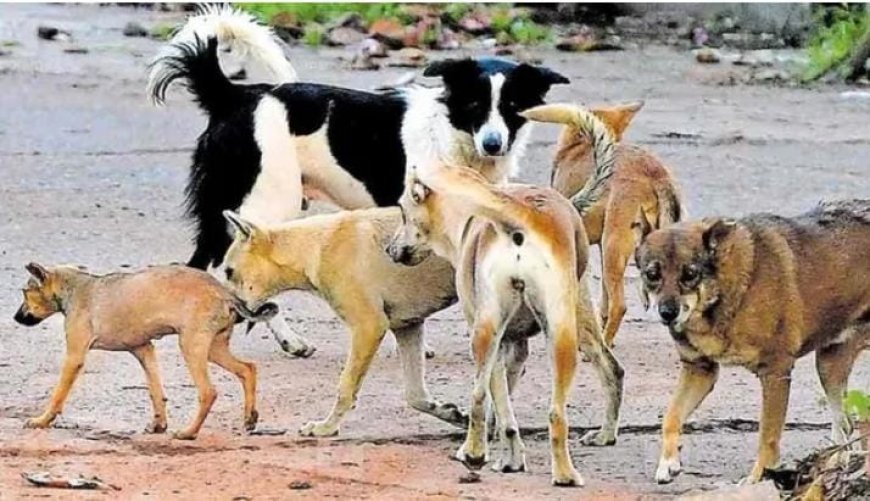 ചേർത്തലയിൽ യുഡിഎഫ് സ്ഥാനാർഥിക്കു നേരെ തെരുവുനായ ആക്രമണം