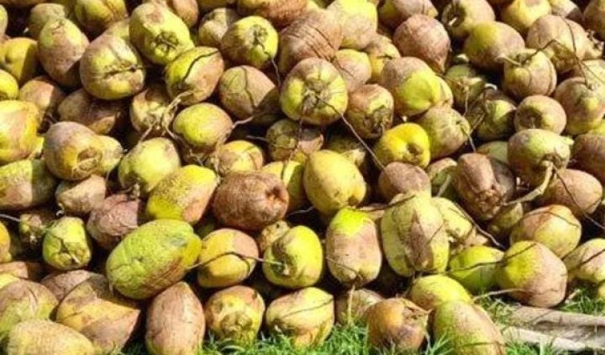 ശബരിമല സീസൺ എത്തിയതോടെ നെയ്ത്തേങ്ങയ്ക്കു ഡിമാൻഡ് കൂടി. തേങ്ങാ വിലയും വർധിച്ചു.  ജനുവരി വരെ വില ഉയർന്നു നിൽക്കുമെന്നാണ് വിപണിയിലെ സൂചനയെന്നു വ്യാപാരികൾ