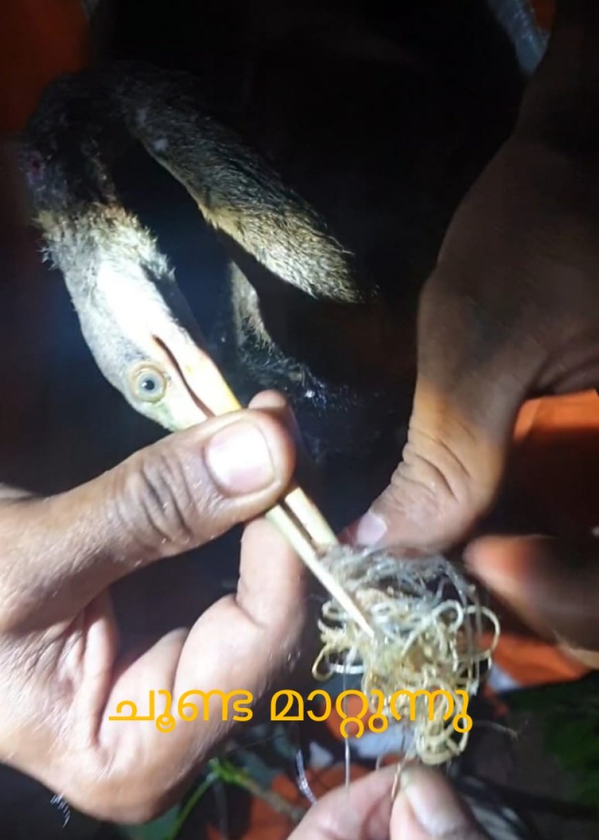 ആറ്റിങ്ങൽ ചുണ്ടിൽ ചൂണ്ടകുരുങ്ങി മരച്ചിലയിൽ അകപ്പെട്ട നീർകാക്കയെ ഫയർഫോഴ്സുകാർ രക്ഷപ്പെടുത്തി.