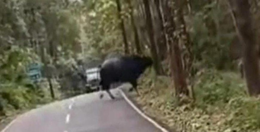 തദ്ദേശ തെരഞ്ഞെടുപ്പ് : മലയോര മേഖലയിൽ വന്യമൃഗശല്യം രാഷ്ട്രീയ ചർച്ചയാകുന്നു.. കാട്ടുപോത്തും കാട്ടുപന്നിയുമെല്ലാം ജനങ്ങളുടെ സ്വൈര്യ ജീവിതത്തെ തടസപ്പെടുത്തുന്നു. വണ്ടൻപതാൽ തേക്ക്കൂപ്പിൽ കാട്ടുപോത്തിന്റെ ശല്യം വീണ്ടും വ്യാപകമായെന്നു നാട്ടുകാർ