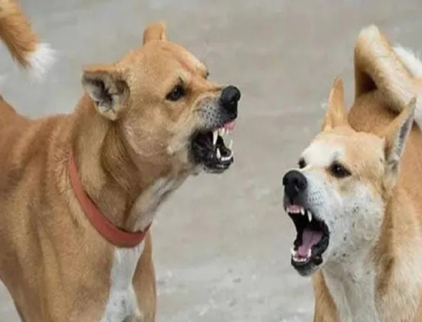പേവിഷബാധ പ്രതിരോധശേഷി പരിശോധനയ്ക്ക് പുതിയ സാങ്കേതികവിദ്യ വികസിപ്പിച്ചെടുത്ത് ഇൻസ്റ്റിറ്റ്യൂട്ട് ഓഫ് അഡ്വാൻസ്ഡ് വൈറോളജി