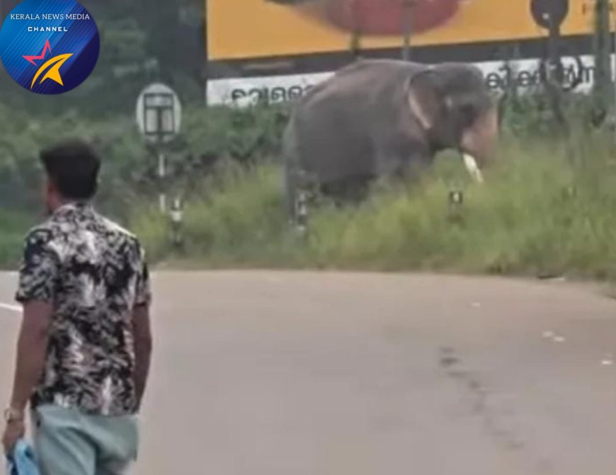 ഏറ്റുമാനൂർ പട്ടിത്താനത്ത് എംസി റോഡിൽ ആനയിടഞ്ഞു. പാപ്പാനെ ചവിട്ടി പരുക്കേൽപ്പിച്ചു.  ആന ഇടഞ്ഞു നിൽക്കുന്നത് അറിയാതെയെത്തിയ കാൽനടന യാത്രിക രക്ഷപെട്ടതു തലനാരിഴയ്ക്ക്