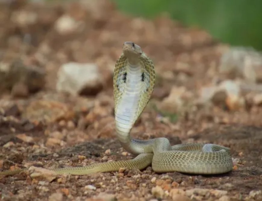 തദ്ദേശ തെരഞ്ഞെടുപ്പ് പ്രചാരണത്തിനിടെ സ്ഥാനാർഥിക്ക് പാമ്പുകടിയേറ്റു
