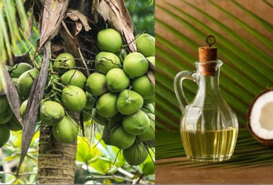 ഗ്രാമീണ മേഖലയിലെ വിപണിയിൽ വ്യാജ വെളിച്ചെണ്ണ ബ്രാൻഡുകൾ സുലഭമായിട്ടും നടപടിയെടുക്കാതെ ആരോഗ്യഭക്ഷ്യസുരക്ഷാ വകുപ്പ്