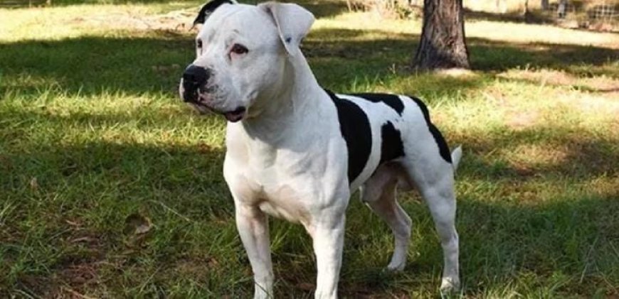 ബുൾഡോഗ് ആക്രമണം; നാല് വയസുകാരിക്ക് ദാരുണാന്ത്യം