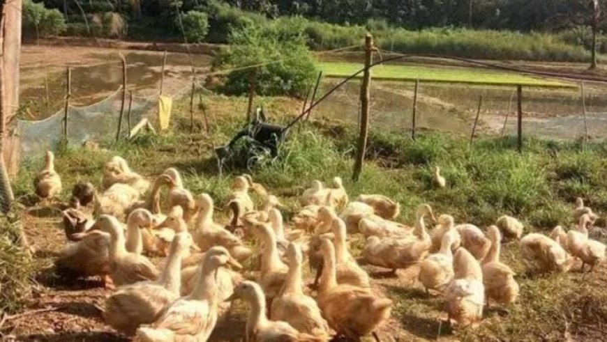 യൂറോപ്പിലും വടക്കേ അമേരിക്കയിലും പക്ഷിപ്പനി; ജാഗ്രത പാലിക്കണമെന്ന് നിർദ്ദേശം