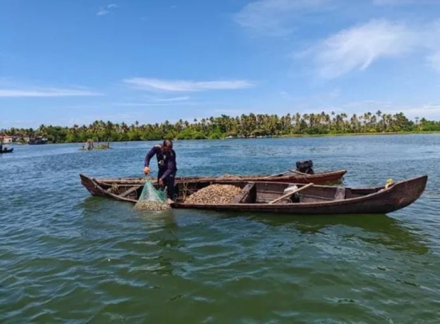 അഷ്ടമുടി കക്ക: സിഎംഎഫ്ആർഐയുടെ പുനരുജ്ജീവന ശ്രമങ്ങൾ ഫലം കാണുന്നു