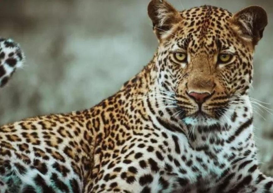 മലമ്പുഴയിൽ പുലിയിറങ്ങി.  ജാഗ്രത നിർദേശം പുറപ്പെ ടുവിച്ച് വനംവകുപ്പ് അധികൃതർ. മലമ്പുഴ അക ത്തേത്തറ, കൊട്ടേക്കാട് വ നം റേഞ്ച് പരിധിയിൽ രാ ത്രി യാത്രചെയ്യുന്നവർക്കാ ണ് ജാഗ്രത നിർദേശം. അ നാവശ്യ യാത്രകൾ ഒഴിവാ ക്കണം