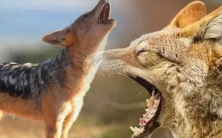 കുറുനരിയുടെ ആക്രമണ ത്തിൽ യുവാക്കൾക്ക് പരി ക്ക്. കോഴിക്കോട് നടുവ ണ്ണൂർ വാകയാടാണ് കുറുന രിയുടെ ആക്രമണമുണ്ടായത്.