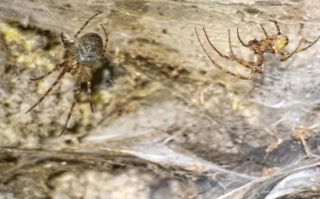 മേഘാലയയിൽ രണ്ട് പുതിയ ജമ്പിംഗ് സ്പൈഡർ സ്പീഷീസുകൾ കണ്ടെത്തി