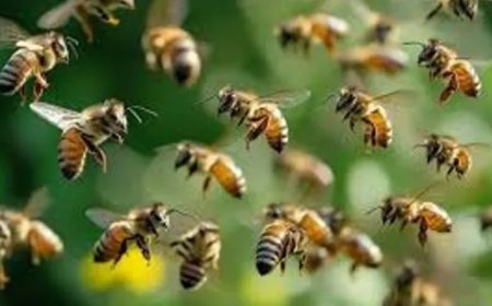 തൃശൂരിൽ പോളിങ്സ്റ്റേഷനിൽ തേനീച്ച ആക്രമണം. നിരവധി പേർക്ക് പരിക്കേറ്റു.