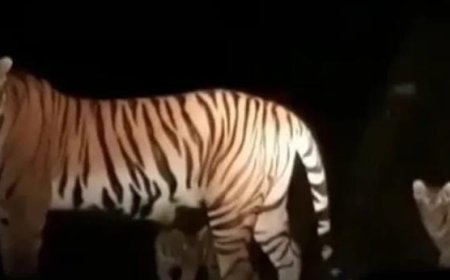 മൂന്നാറിൽ കടുവ ഇറങ്ങിയെന്ന വിഡിയോ വ്യാജം, വ്യാജ പ്രചാരണം നടത്തിയവർക്കെതിരെ നടപടിയെന്ന് വനം വകുപ്പ്