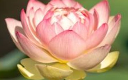 *തിരുവനന്തപുരത്ത് മേയർ: എൽഡിഎഫും യുഡിഎഫും ഒന്നിക്കുമോ: അപകടം മുന്നിൽക്കണ്ട് ബിജെപി*