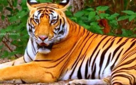 വയനാട് ചീക്കല്ലൂരിൽ കടുവ ഭീതി; വിദ്യാഭ്യാസ സ്ഥാപനങ്ങൾക്ക് ഇന്ന് അവധി!!!