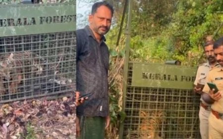 കടുവപ്പേടിയിൽ ആശ്വാസം; പത്തനംതിട്ട വടശ്ശേരിക്കരയിലെ കടുവ കെണിയിൽ വീണു