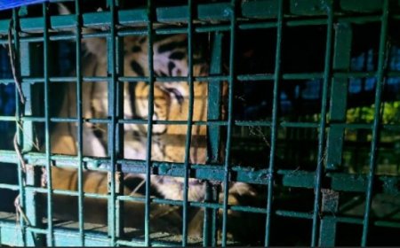 വയനാട് വണ്ടിക്കടവിലെ നരഭോജി കടുവ വനം വകുപ്പിൻ്റെ കൂട്ടിൽ