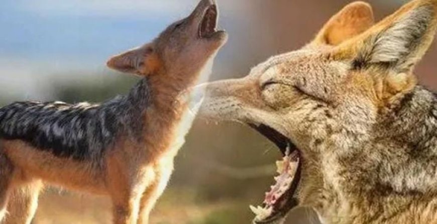 കുറുനരിയുടെ ആക്രമണ ത്തിൽ യുവാക്കൾക്ക് പരി ക്ക്. കോഴിക്കോട് നടുവ ണ്ണൂർ വാകയാടാണ് കുറുന രിയുടെ ആക്രമണമുണ്ടായത്.