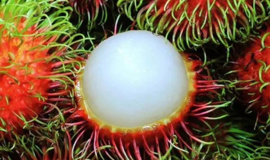 പുരുഷന്മാർക്ക് റംബൂട്ടാൻ