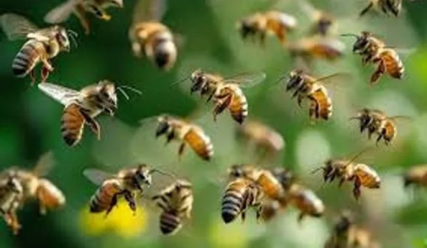 തൃശൂരിൽ പോളിങ്സ്റ്റേഷനിൽ തേനീച്ച ആക്രമണം. നിരവധി പേർക്ക് പരിക്കേറ്റു.