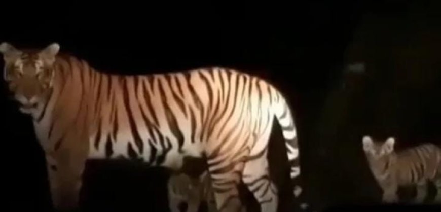 മൂന്നാറിൽ കടുവ ഇറങ്ങിയെന്ന വിഡിയോ വ്യാജം, വ്യാജ പ്രചാരണം നടത്തിയവർക്കെതിരെ നടപടിയെന്ന് വനം വകുപ്പ്