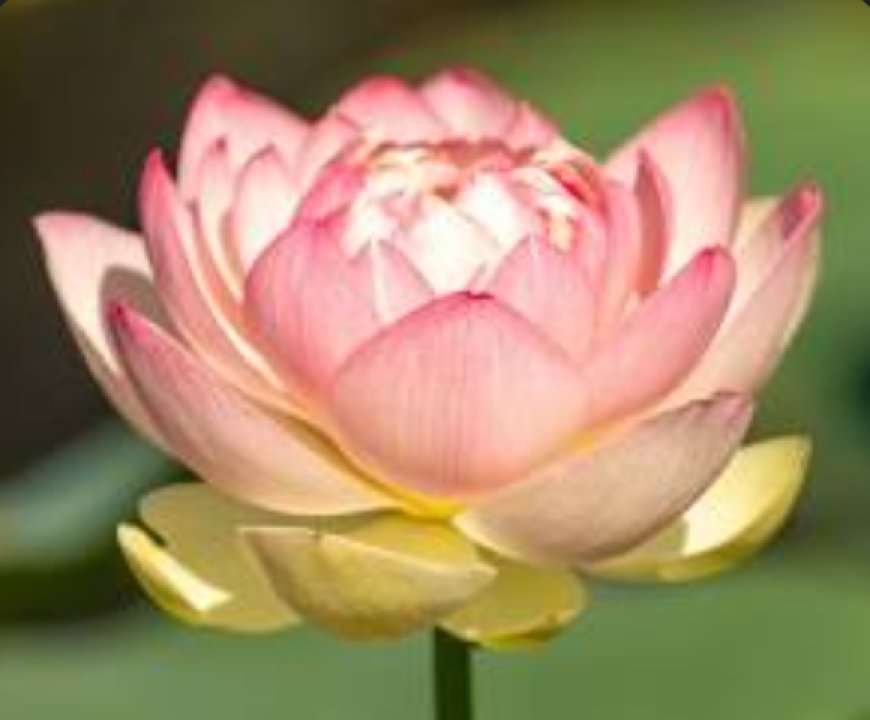 കോർപ്പറേഷൻ തെരഞ്ഞെടുപ്പ് വിജയാഘോഷം  ബിജെപിയുടെ നഗര പ്രദക്ഷിണം വൈകിട്ട് 4ന്