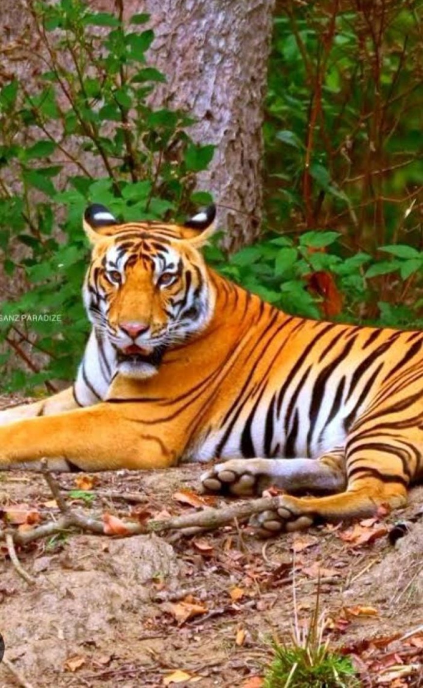 വയനാട് ചീക്കല്ലൂരിൽ കടുവ ഭീതി; വിദ്യാഭ്യാസ സ്ഥാപനങ്ങൾക്ക് ഇന്ന് അവധി!!!