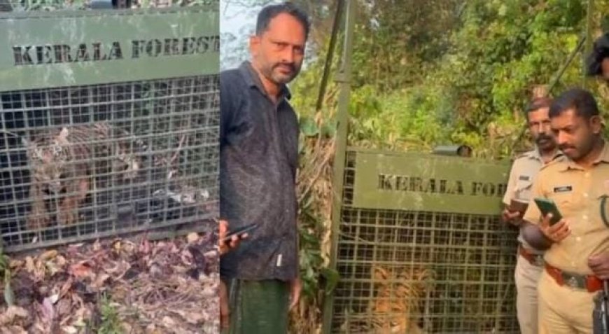 കടുവപ്പേടിയിൽ ആശ്വാസം; പത്തനംതിട്ട വടശ്ശേരിക്കരയിലെ കടുവ കെണിയിൽ വീണു