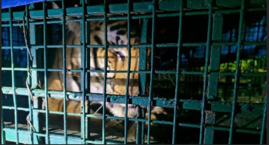 വയനാട് വണ്ടിക്കടവിലെ നരഭോജി കടുവ വനം വകുപ്പിൻ്റെ കൂട്ടിൽ