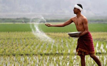 മണ്ണ് വേണ്ട, ഭക്ഷണം വേണം: കേരളത്തിൻ്റെ ഏറ്റവും അപകടകരമായ വൈരുദ്ധ്യം.