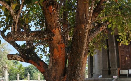 മുത്തശ്ശി പ്ലാവിന് സുഖചികിത്സ നാളെ : ഒരുക്കങ്ങള്‍ പൂര്‍ത്തിയായി