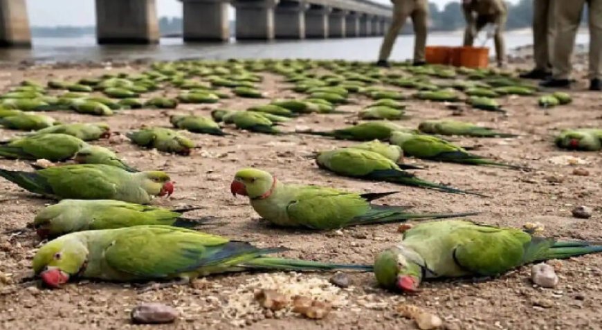 മധ്യപ്രദേശിൽ ഭക്ഷ്യവിഷബാധയേറ്റ് 200-ലധികം തത്തകൾ ചത്തു