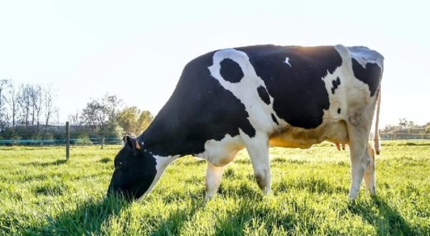 മധ്യപ്രദേശിൽ ചാണകമുപയോ​ഗിച്ച് കാൻസറിനുള്ള മരുന്നെന്ന് പ്രചരിപ്പിച്ച് നടന്നത് കോടികളുടെ ക്രമക്കേട്