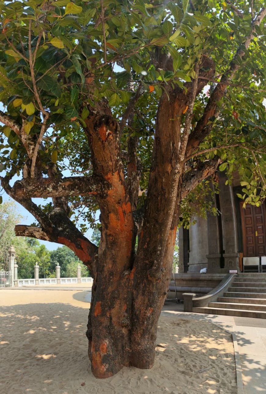 മുത്തശ്ശി പ്ലാവിന് സുഖചികിത്സ നാളെ : ഒരുക്കങ്ങള്‍ പൂര്‍ത്തിയായി