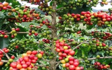 അവസരങ്ങളും നഷ്ടപ്പെട്ട പരിവർത്തനങ്ങളും: കേരളത്തിന്റെ കയറ്റുമതി സമ്പദ്‌വ്യവസ്ഥയിലെ മറഞ്ഞ ഇടങ്ങൾ